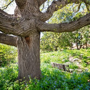 Tree Outside