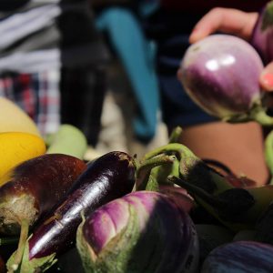 eggplant at farmer's market