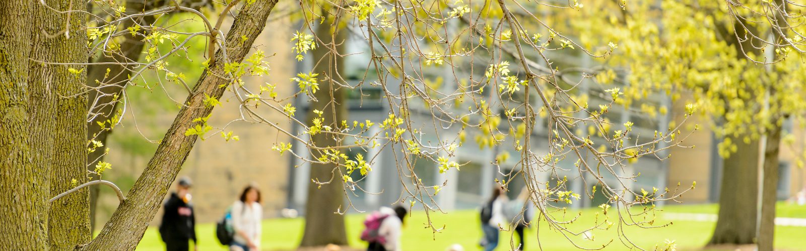 students gather on Bascom hill in the springtime