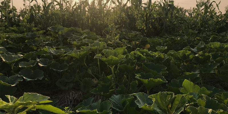 Green field at sunset.
